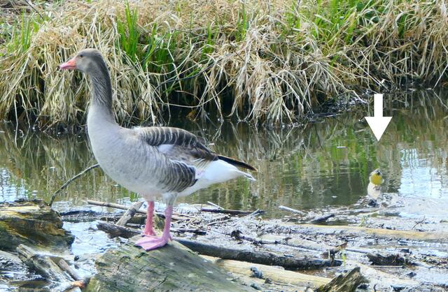 Auf einmal saß die kleine Stelze im Hintergrund