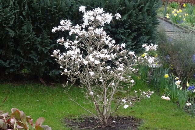Magnolien in der Kleingartenanlage Rossbahn in Staßfurt