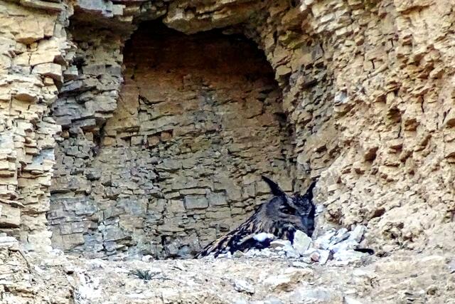 dieser Uhu nistet in der alten Kalkgrube im Weinberggrund (Archiv)