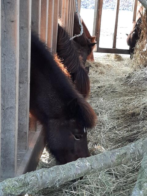 Ponys und Pferde | Foto: Marianne Stenglein