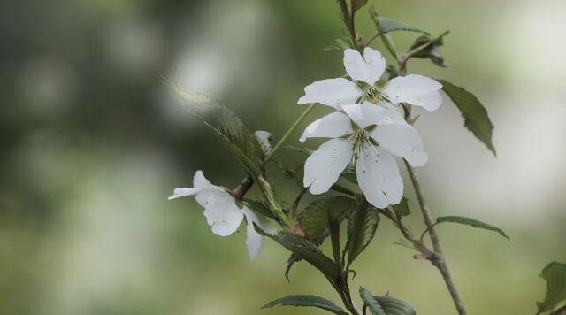 Zierkirsche (Prunus)