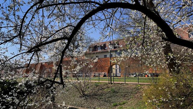 Durch einen herrlichen Blütenbogen geht es in den kleinen Stadtpark an der restaurierten alten Stadtmauer aus dem 13. Jahrhundert.