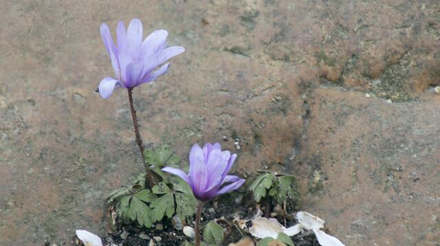 Balkan-Windröschen (Anemone blanda)