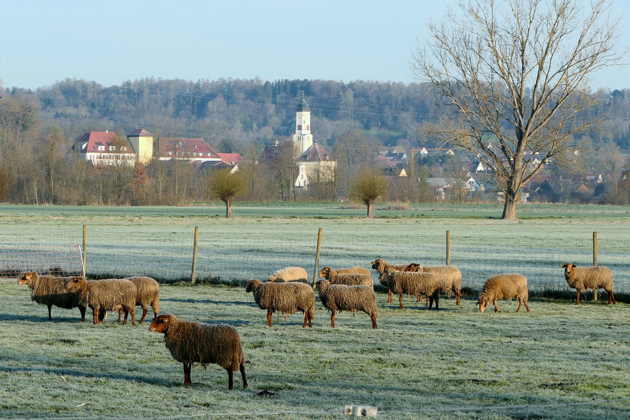 myheimat Schmuttertal: Osterlämmchen - Neusäß