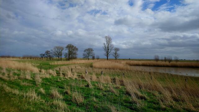 Im Kehdinger Land bei Freiburg (Elbe)