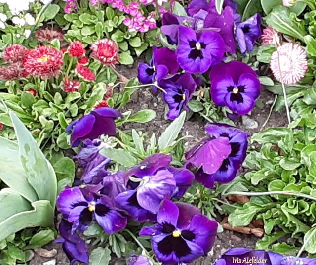 Foto: Iris Alefelder