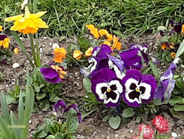 Foto: Iris Alefelder