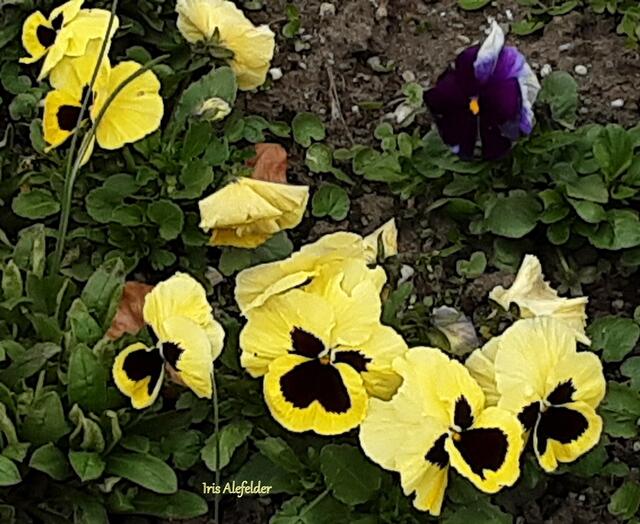 Foto: Iris Alefelder