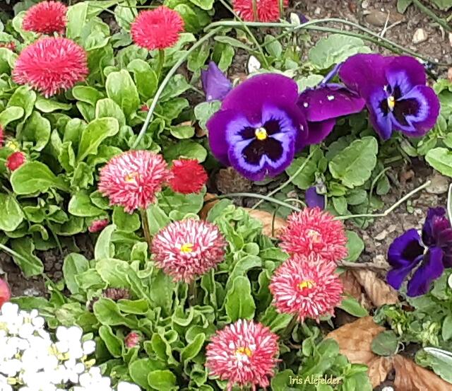 Foto: Iris Alefelder