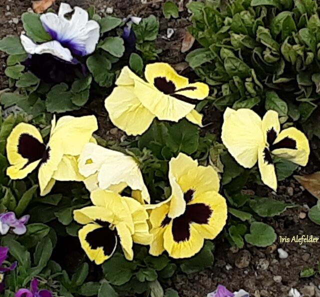 Foto: Iris Alefelder