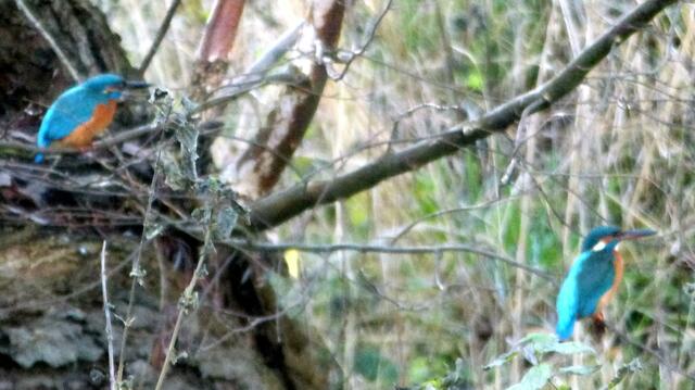 Eisvögel gibt es hier auch.