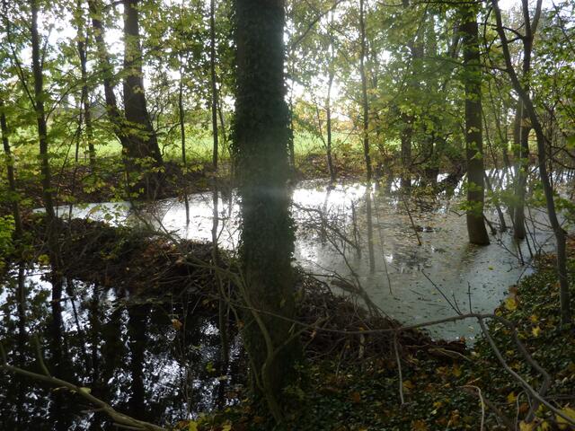 Der 1. Biberdamm staut das Wasser