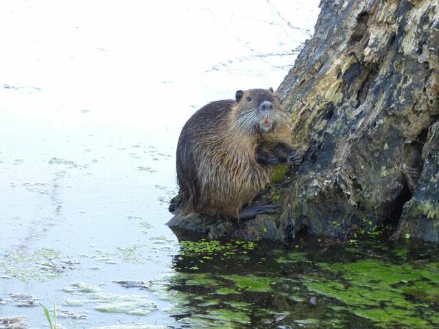 Die Nutrias leben aber auch hier.