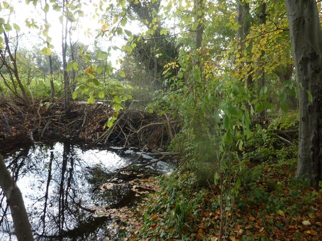 Der 2. Damm staut besonders