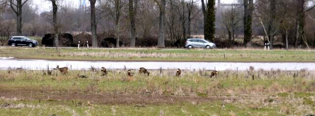 Natürlich auch die Rehe