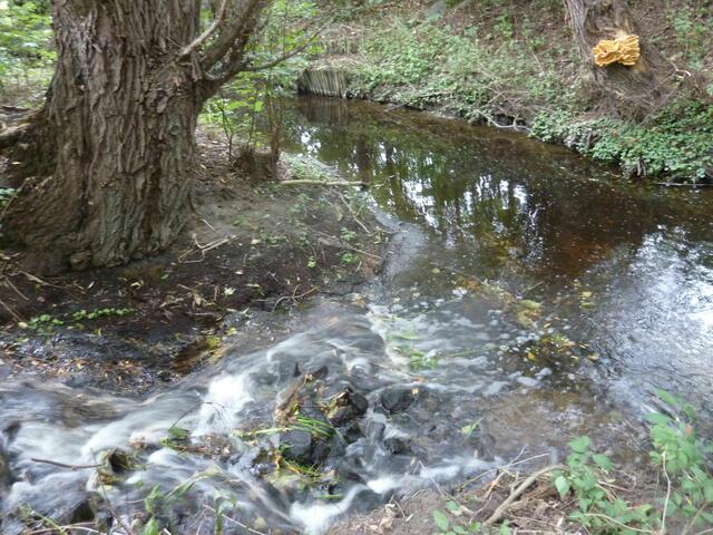 Hier bekommt der Fuchsbach das meiste Wasser