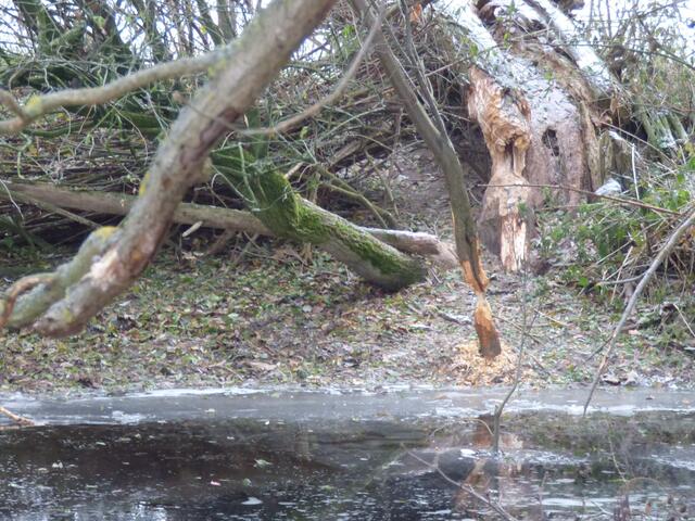 Die Biber fühlen sich hier wohl und haben genug Bäume zum Fressen.