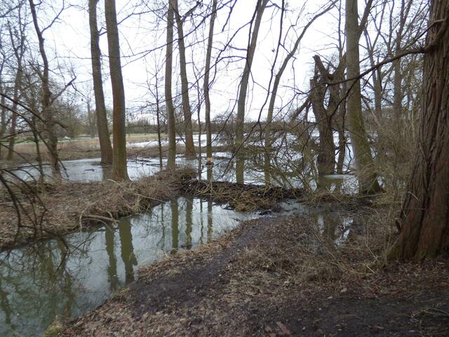 Der 4. Damm war ursprünglich der erste als die Biber aus Grasdorf eingewandert waren.