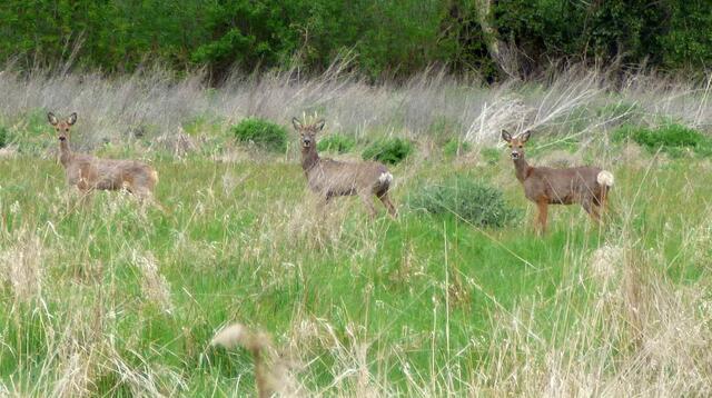 Wir warten auf die Wasserbüffel die kommen sollen.