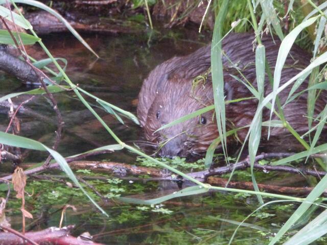 Wir  sind die richtigen Holzfäller.