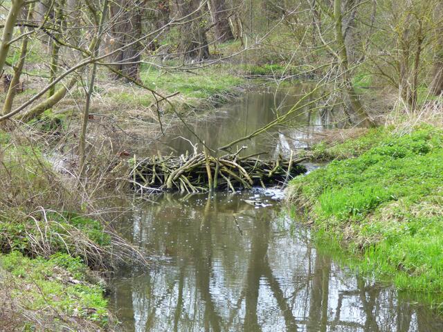 Der 5. Damm am 17. April. 