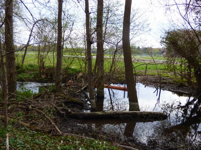 Der 2. Damm am 17. April mit Bypass. Der Bachpegel ist gesunken. Die oberen Felder werden nicht mehr so stark überflutet.