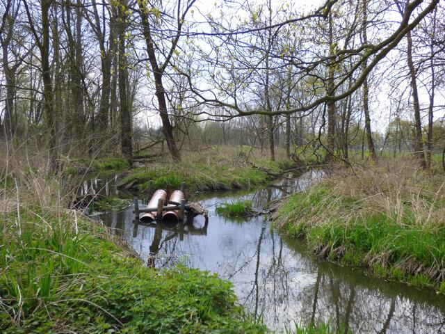 Der 6. Damm am 17. April. Der Wasserpegel ist am Ende des Fuchsbaches weiterhin zu hoch. Der nächste Damm an der Alten Leine staut auch den Koldinger Mühlenbach.