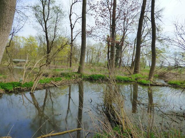 Der 4. Damm am 17. April. Das Wasser läuft weiter auf die Felder, fließt aber über einen Graben kurz vor der Brücke teilweise wieder zurück.