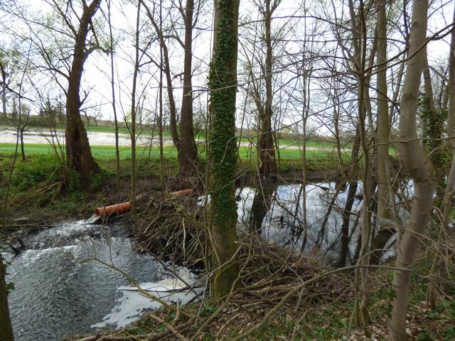 Der 1. Damm am 17. April mit Bypass. Der Bachpegel ist gesunken.