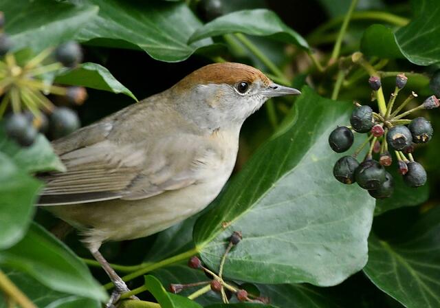 Mönchsgrasmücke | Foto: Copyright Andreas Schäfer