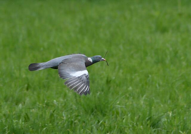 Taube | Foto: Copyright Andreas Schäfer