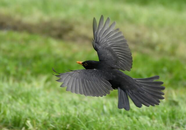 Amsel | Foto: Copyright Andreas Schäfer