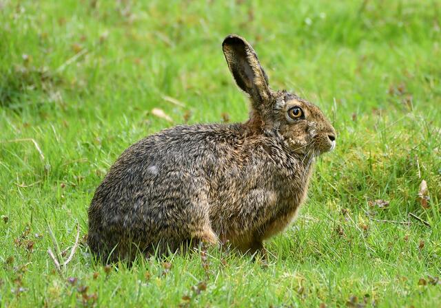 Feldhase | Foto: Copyright Andreas Schäfer