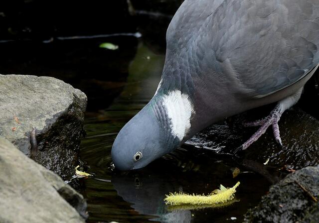 Taube | Foto: Copyright Andreas Schäfer