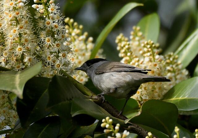 Mönchsgrasmücke | Foto: Copyright Andreas Schäfer