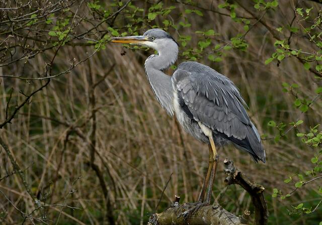 Graureiher | Foto: Copyright Andreas Schäfer