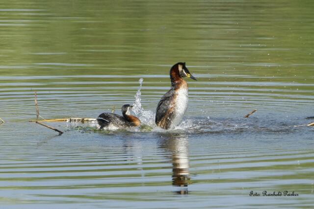 Foto: Reinhold Peisker
