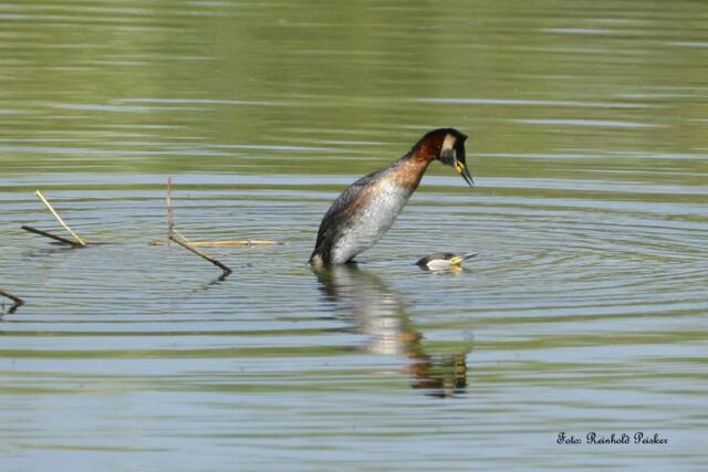 Foto: Reinhold Peisker