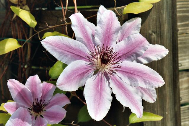 Clematis, Waldrebe
