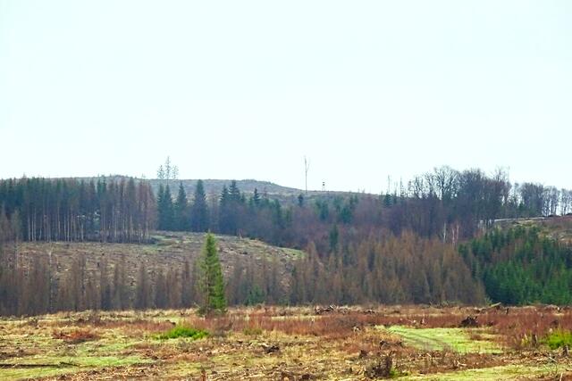 Schön sieht der Wald um Benneckenstein derzeit nicht aus