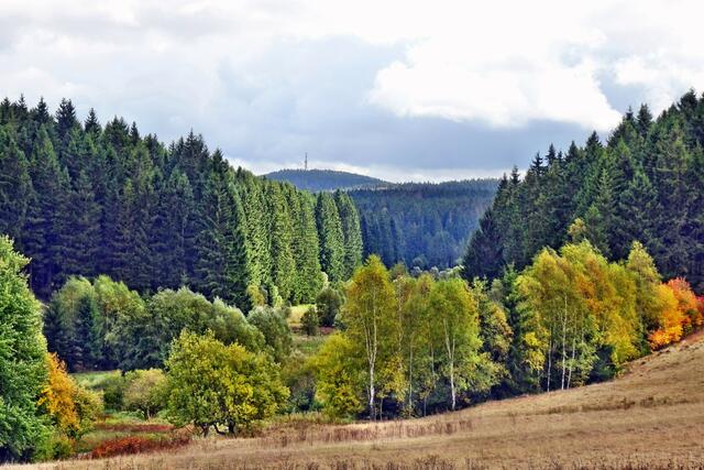 Blick von Bergwiesen am  Krugberg auf den Carlsbergturm (Archivbild)