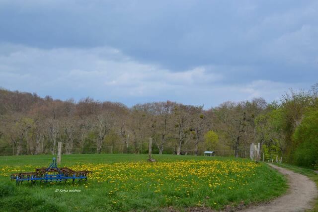 Tripsche Gartenanlage auf dem Gehrdener Berg - Blick über die Wiese neben der Mühle auf die Allee im Hintergrund 

(Foto: Katja Woidtke)