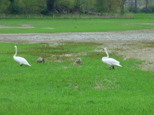 Zwei Singschwäne inspizieren die neue Situation.