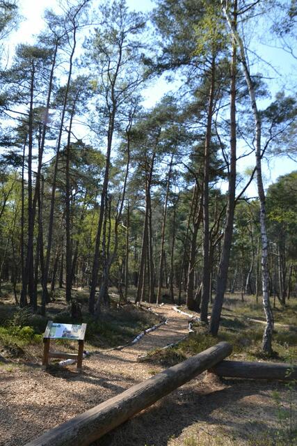 Moor-Erlebnispfad Resse - neuer Weg zum Libellenteich

(Foto: Katja Woidtke)