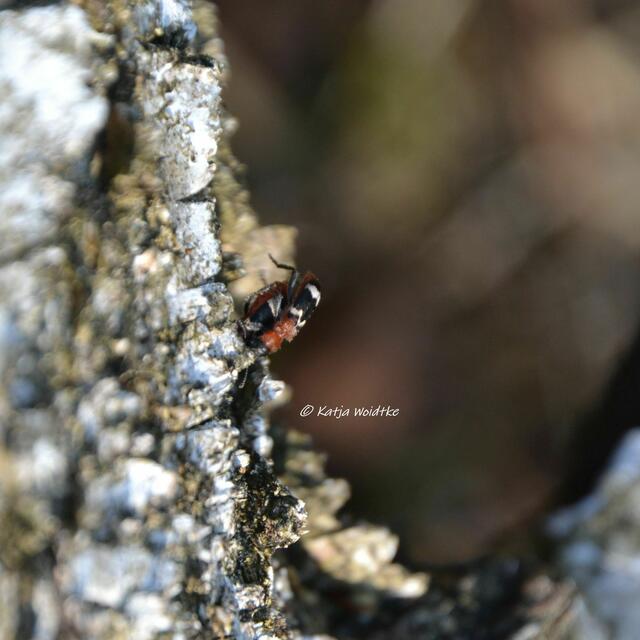 Moor-Erlebnispfad Resse - Gemeiner Ameisenbuntkäfer (Thanasimus formicarius) 

(Foto: Katja Woidtke)