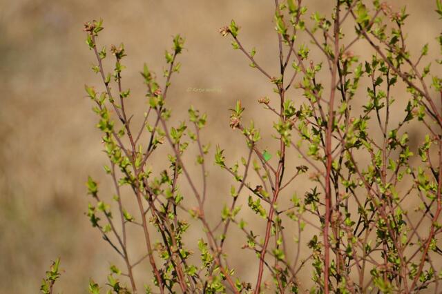 Moor-Erlebnispfad - Suchbild mit Brombeerzipfelfalter (Callophrys rubi)

(Foto: Katja Woidtke)