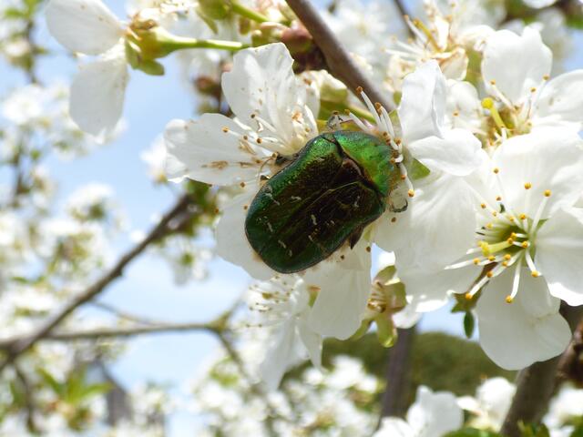 Ist der nicht wunderschön?