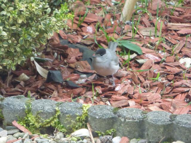 Herr Mönchsgrasmücke! Was für eine Überraschung!