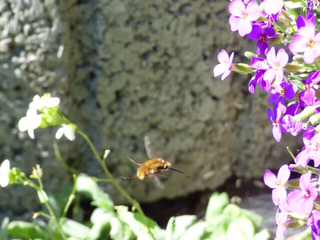 ......"Fliegende Schafe"! :-)))))))))))))