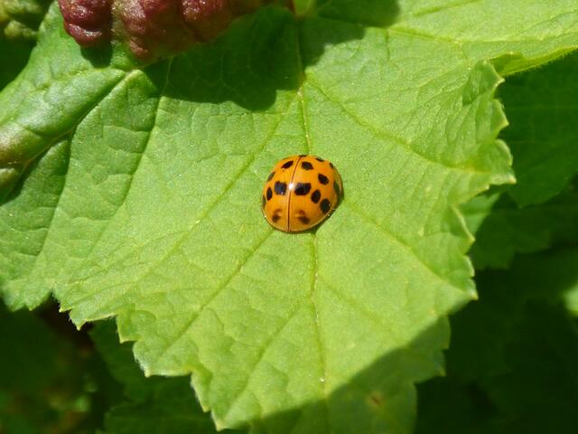 Naja, der europäische Siebenpunkt ist mir eigentlich lieber.